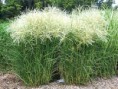 Miscantus sinensis ‘Kleine Fontäne ( 1.5 l pot)